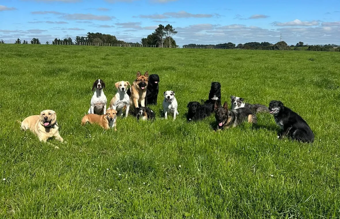 Hayley's pack sitting and lying together in a green paddock under a blue sky